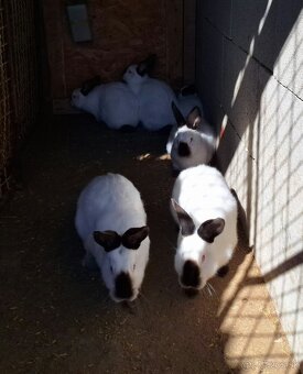 Kalifornský králik - 7