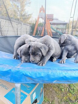 Cane corso modré šteniatka - 7