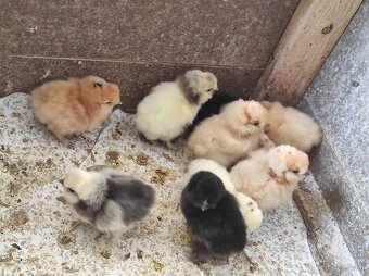 Nasadové vajcia - Hodvábnicky - 7