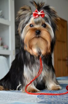 Yorkshire Terrier s PP - 7