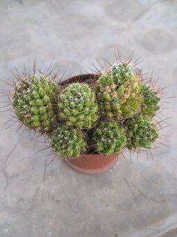 Kaktusy a sukulenty - 7