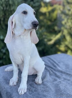 Porcelaine – štěniatko s PP - 7