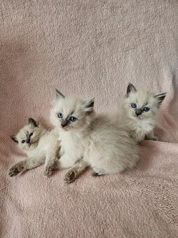 Ragdoll mačiatka - 7