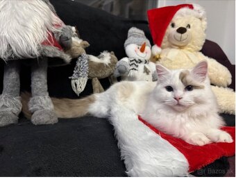 Mačiatka Ragdoll s PP - 7