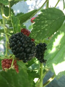 Predám BEZTŔŃOVÉ ČERNICE - 7