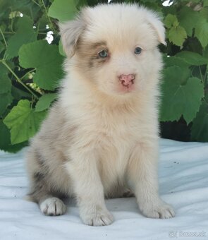Border Collie, kolia - 7