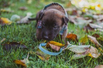 Šteniatka belgický ovčiak malinois s PP - 7