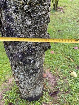 Orechové drevo  Čerešňove drevo - 7