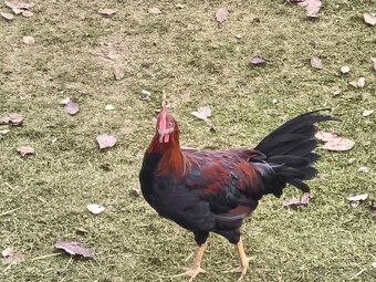 Predám Kohúty Oravka Hnedá a Vlaška Jarabičia - 7