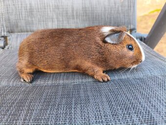 Cuy morčata - 7