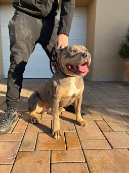 American Bully s PP,ABKC - 7