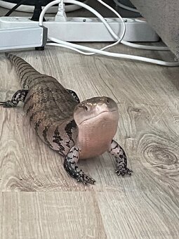 Tiliqua Gigas 0.1 - 7