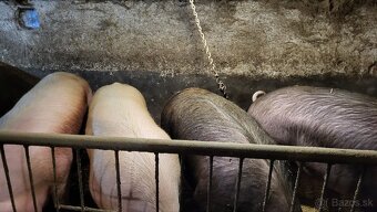 Jatočné ošípané. - 7