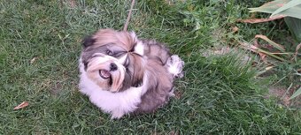 Shih tzu s Pp / shi-tzu / shitzu - 7