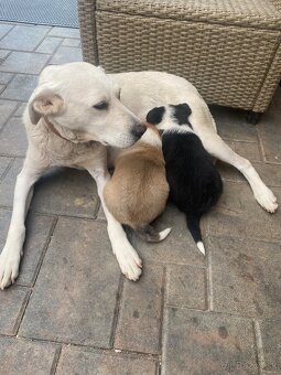 Šteniatka Labradora retrievera - 7