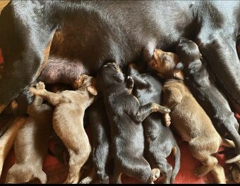 DOBERMAN ŠTENIATKA S FCI P.P - 7