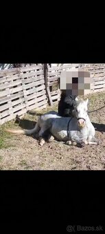 Welsh Mountain Pony - 7