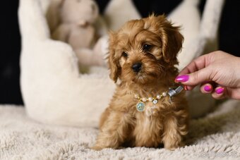 Cavapoo F1 psík hľadá milujúci domov - 7