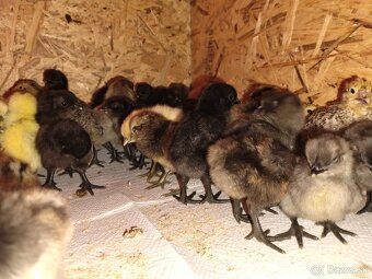 Predám kuriatka ayam cenami - 7