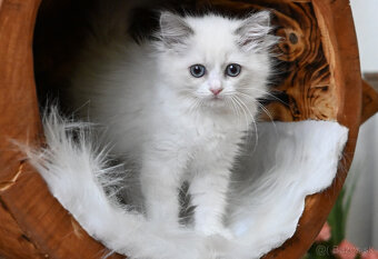 RAGDOLL mačička s rodokmeňom / PP/, odber júl - 7