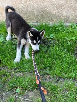 Sibirsky husky - 7