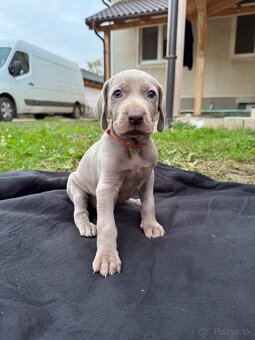 Weimarský stavač šteniatka - 7