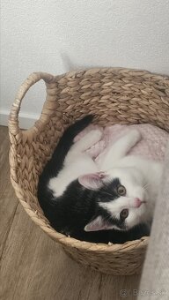 Darujem 4,5mesačného kocúrika,zaočkovaný,zdravý - 7