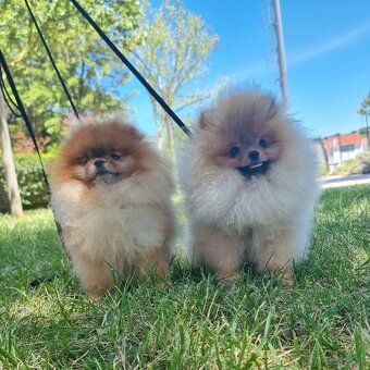 Pomeranian Boo - 7