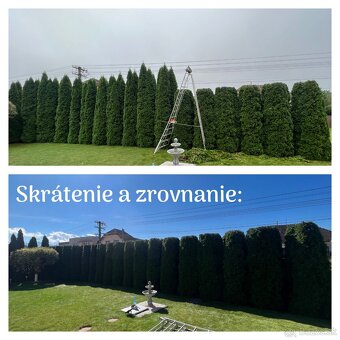 Strihanie okrasných drevín, živých plotov, tují - 7