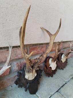 Trofeje srncov na podlozkach - 7