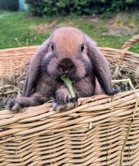Mini Lop – zdrobnené baranovité králiky (Madagaskar) 🐰 - 7