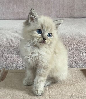 Ragdoll bez pp - 7