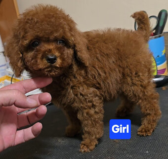 pudel 100% toy girl boy - 7