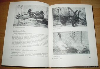 Chov husí a kačíc - 7
