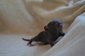 Potkaníky s rodokmeňom - rezervácie - 7