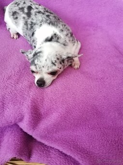 Čivava krátkosrstá - 7