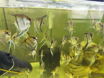 Akvarijne rybicky výhodné,s chovnicky🐟🦐 - 7