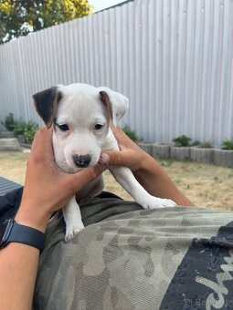 Jack Russell Terier Tricolor - 7