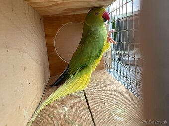 Alexander hch / opalin - 7