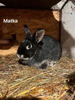 Predám zakrslých barančekov - 7