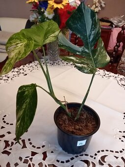 Monstera albo variegata - 7
