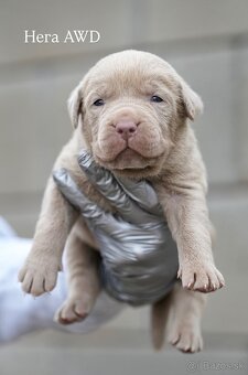 Bandog , Mastiff , Mollos - 7