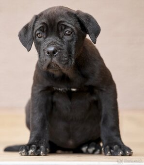 Bandog , Mastiff , Mollos - 7