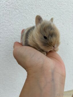 🐰 Ponúkame na rezerváciu zakrslích zajačikov - 7