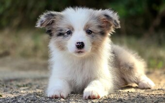Austrálsky ovčiak × Border collie, borderka, border kólia - 7
