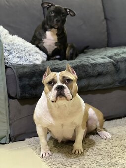 American Bully Pocket - 7