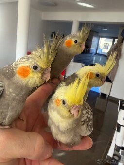 Korely ručne dokrmena Krotká - 7