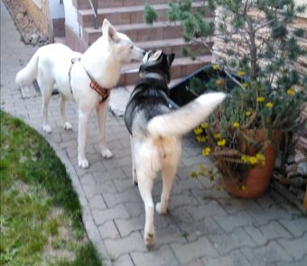 Sibirsky husky - 7