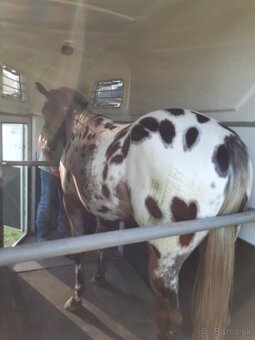 Appaloosa žrebček a valach - 7