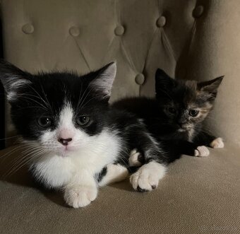 Polobritské mačiatka - 7